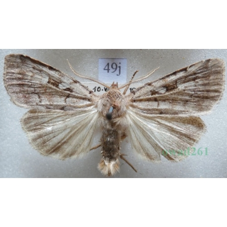 Coenophila subrosea (Stephens, 1829) Czech49j